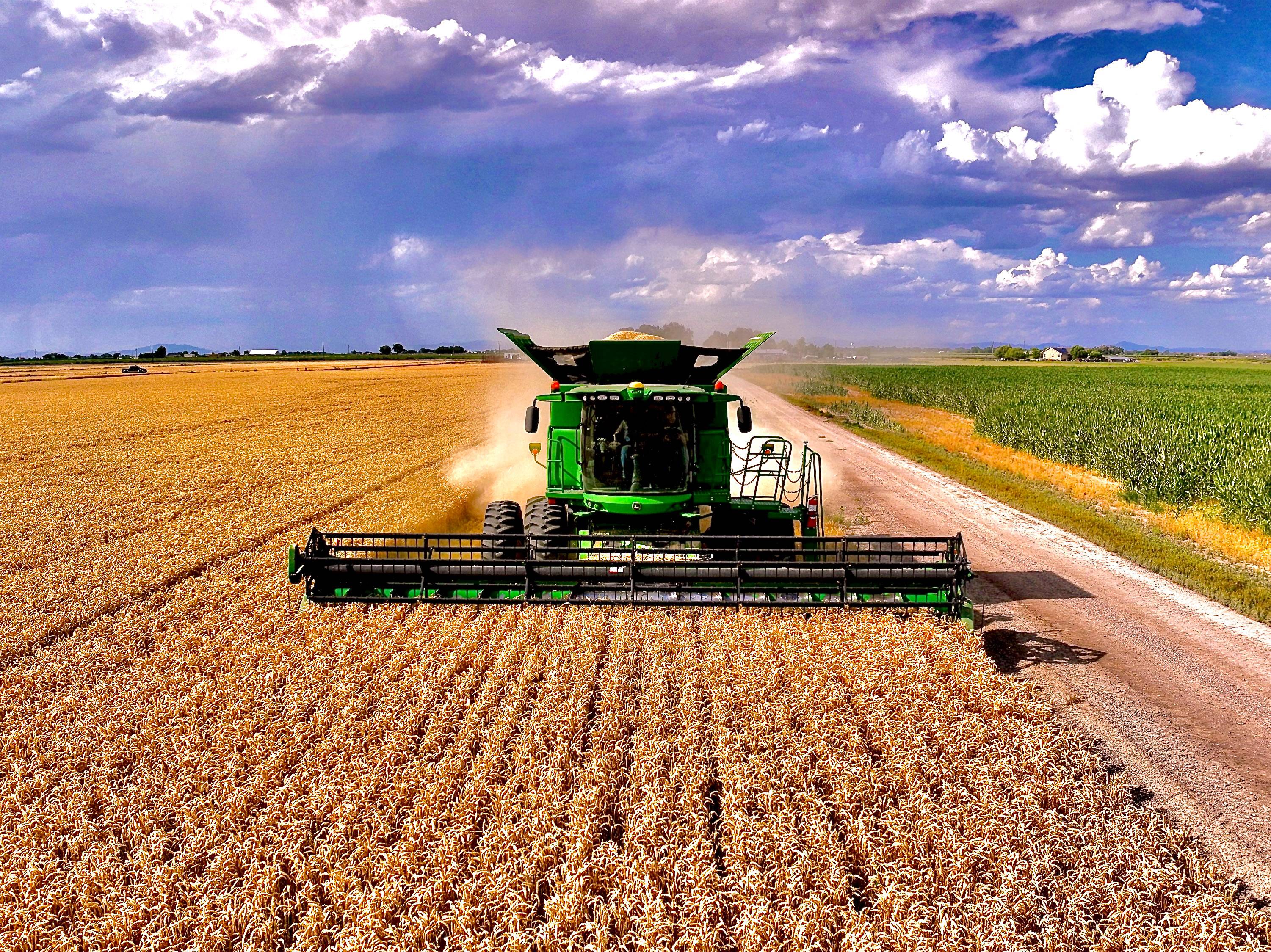 Tractor plowing wheat field