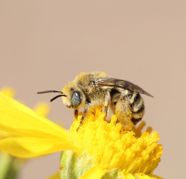 Honey Bees and Killer Hornets, with Dr. Joe Wilson