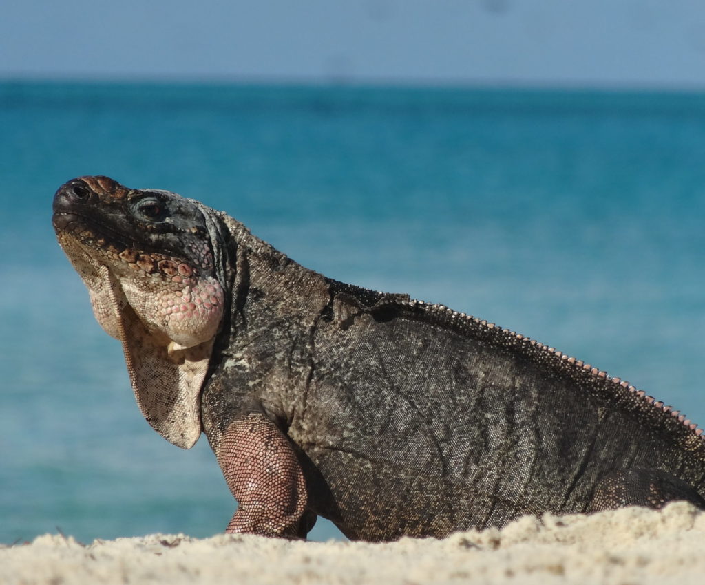 The Anthropause Diet, with Dr. Susannah French