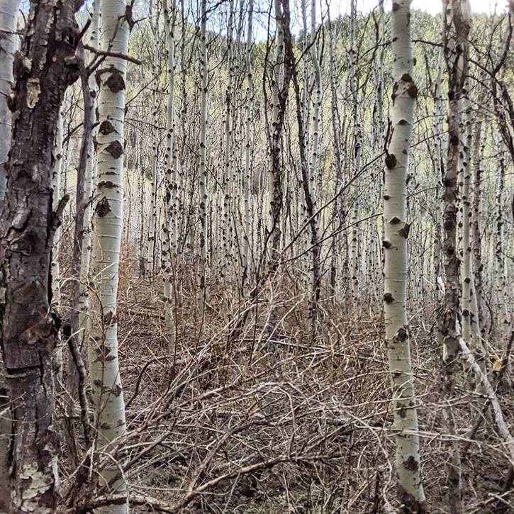 Looking Out for the Quaking Aspen