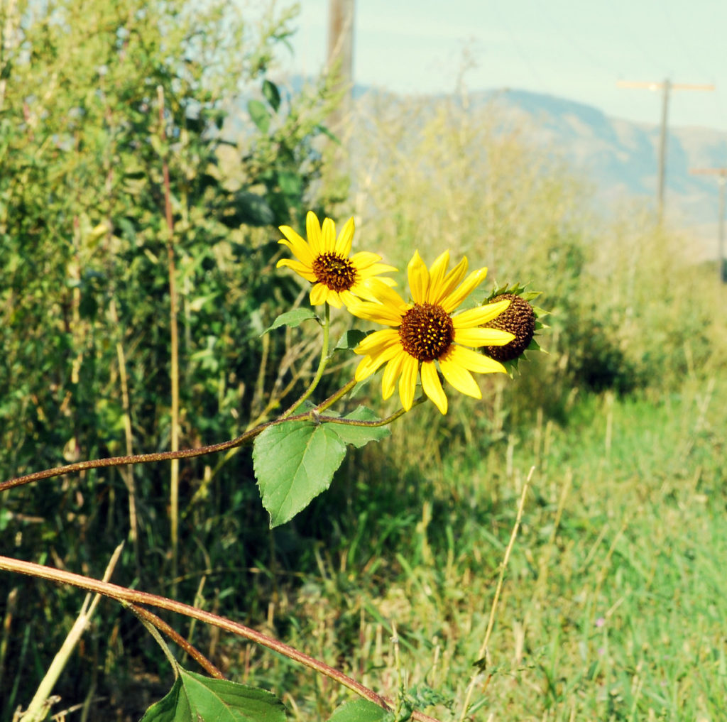 Extending Grace; a Conversation with, Dr. Nicola Corbin