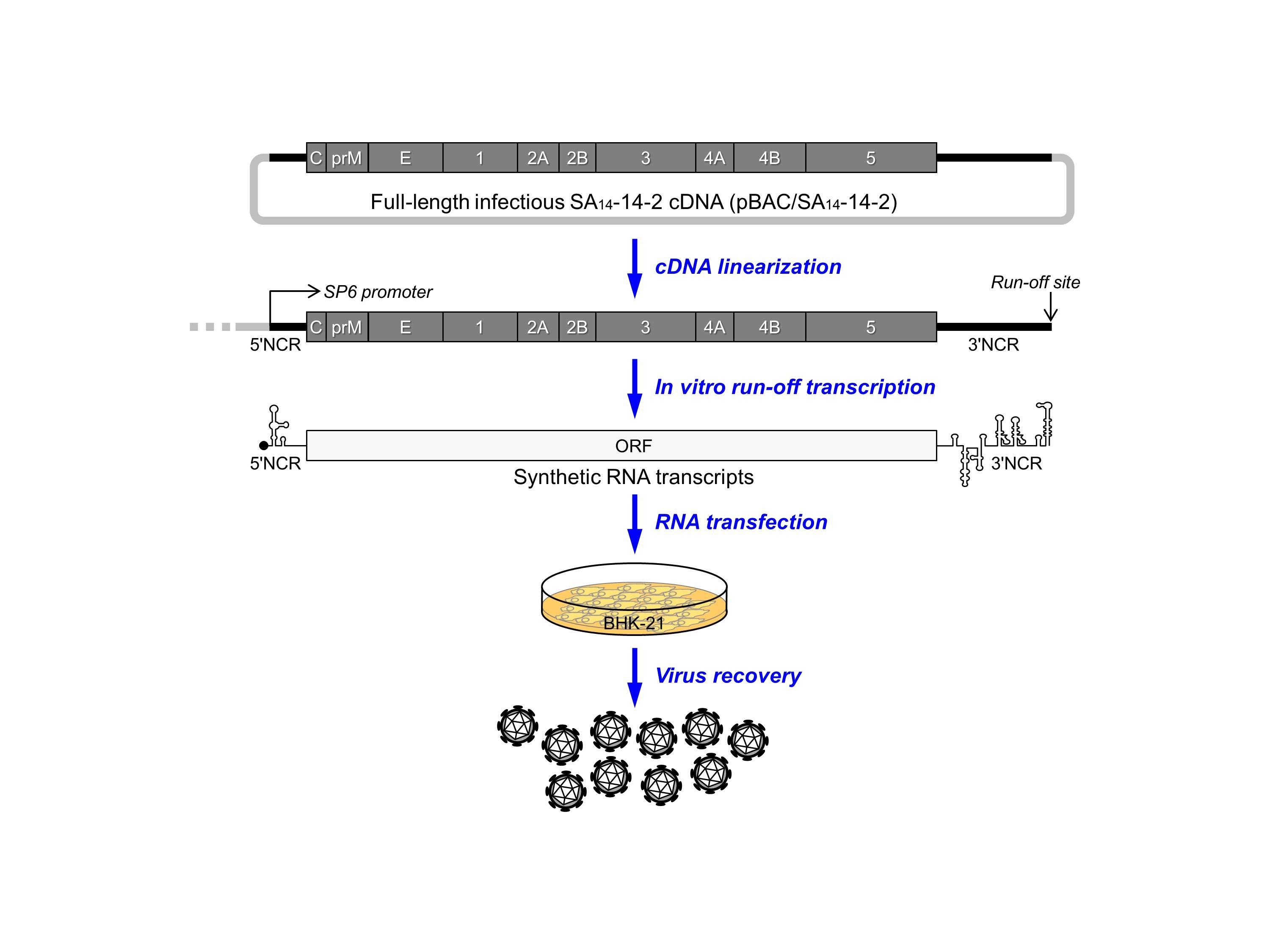 Illustration of a reliable reverse genetics system for SA14-14-2, a live Japanese encephalitis virus (JEV) vaccine that is most commonly used in JEV-endemic areas, by constructing an infectious bacterial artificial chromosome (BAC) that contains the functional full-length SA14-14- 2 cDNA. Using this infectious SA14-14-2 cDNA BAC, combined with a mouse model for JEV infection, we identified a key viral neurovirulence factor, a conserved single amino acid in the ij hairpin adjacent to the fusion loop of the viral E glycoprotein, which regulates viral infectivity into neurons within the central nervous system in vivo and neuronal cells of mouse and human in vitro.