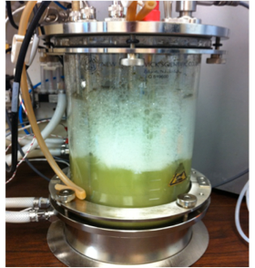 Bioreactor producing biliverdin IXa using e. coli