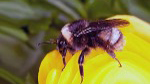 Bee Behavior and Aging Research