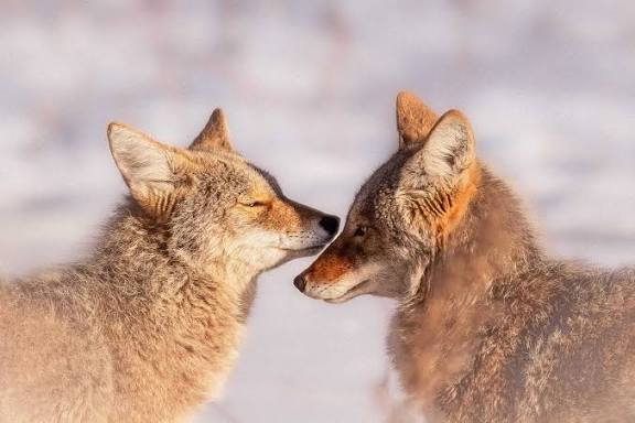 Pair of Coyotes