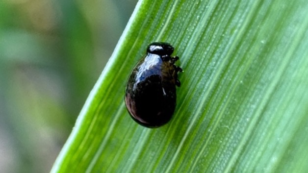 Entomology Research