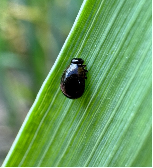 black bug on a leaf