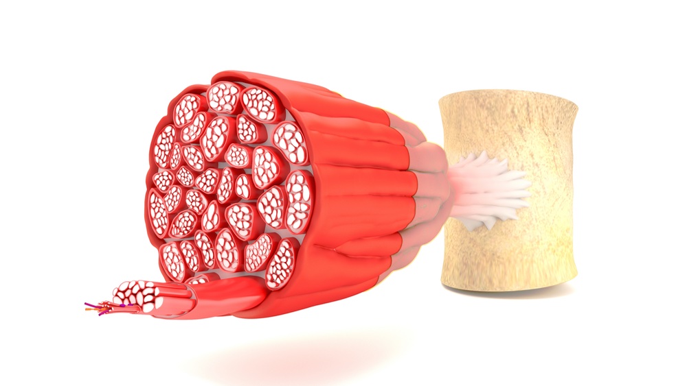 Data Collection Opportunities: Human Muscle Power & Body Composition