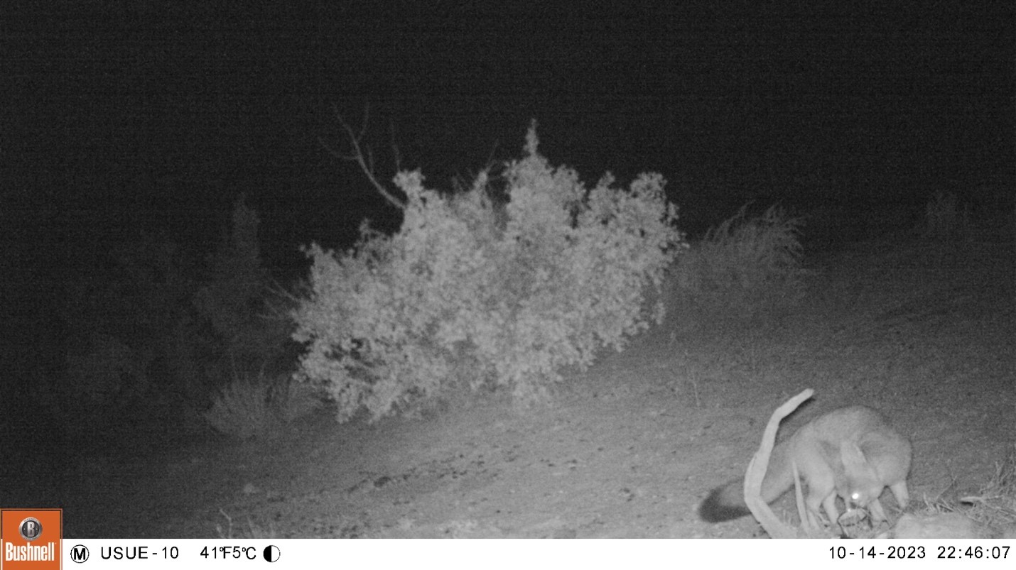 Kit Fox Camera Occupancy Survey, Emery County, Utah