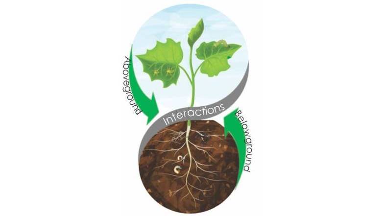 Opportunity to learn and research nematode-plant-insect interactions